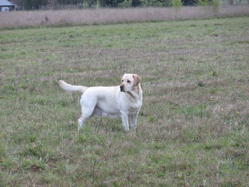 Didi des Bords de la Vesgre