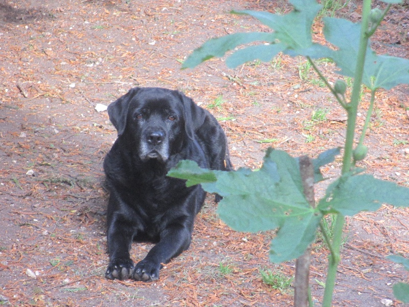 Very much oak Of great love