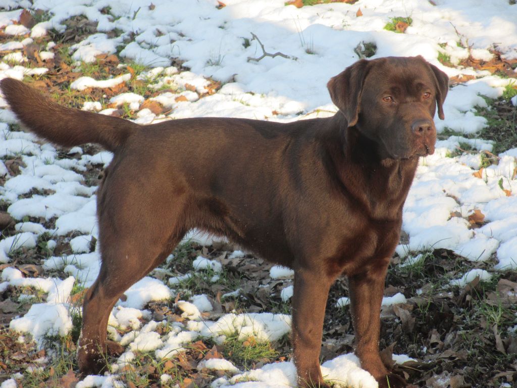 Lovely brown Of great love