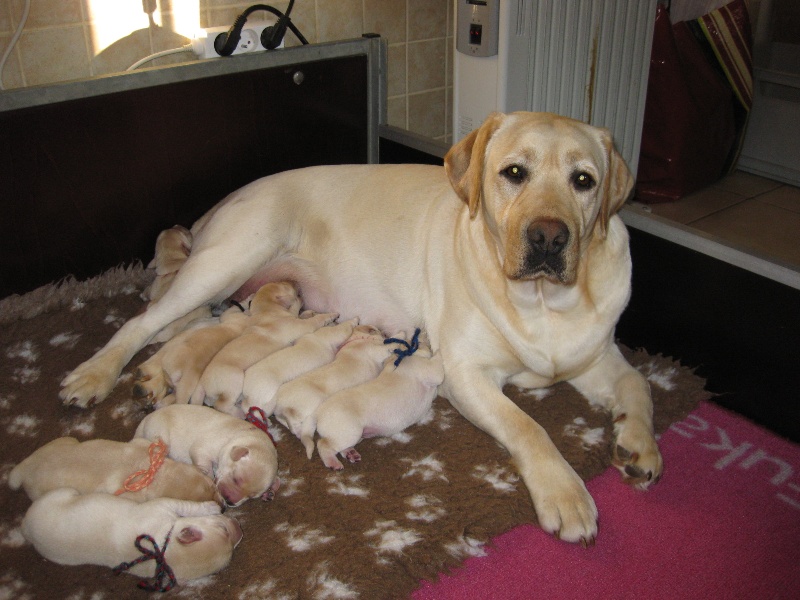 Chiot Labrador Retriever Of great love