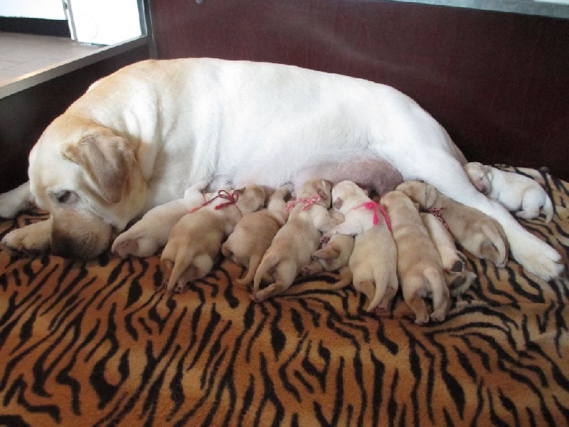 Of great love - Labrador Retriever - Portée née le 05/05/2014