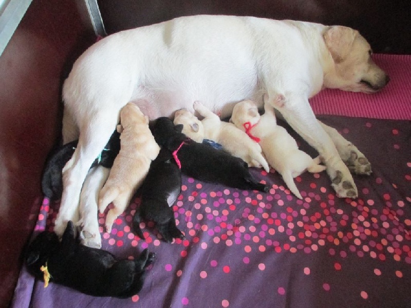 Chiot Labrador Retriever Of great love