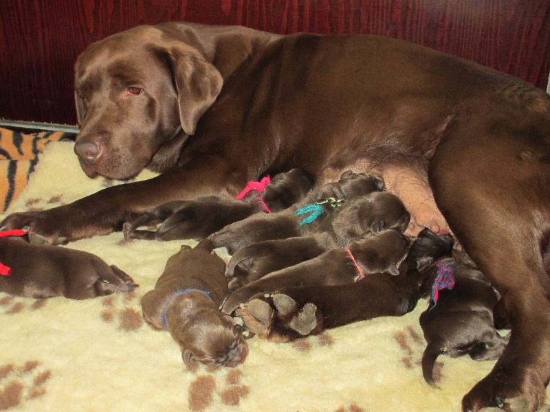 Of great love - Labrador Retriever - Portée née le 17/04/2013