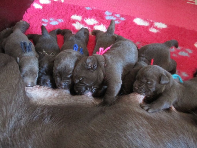 Chiot Labrador Retriever Of great love